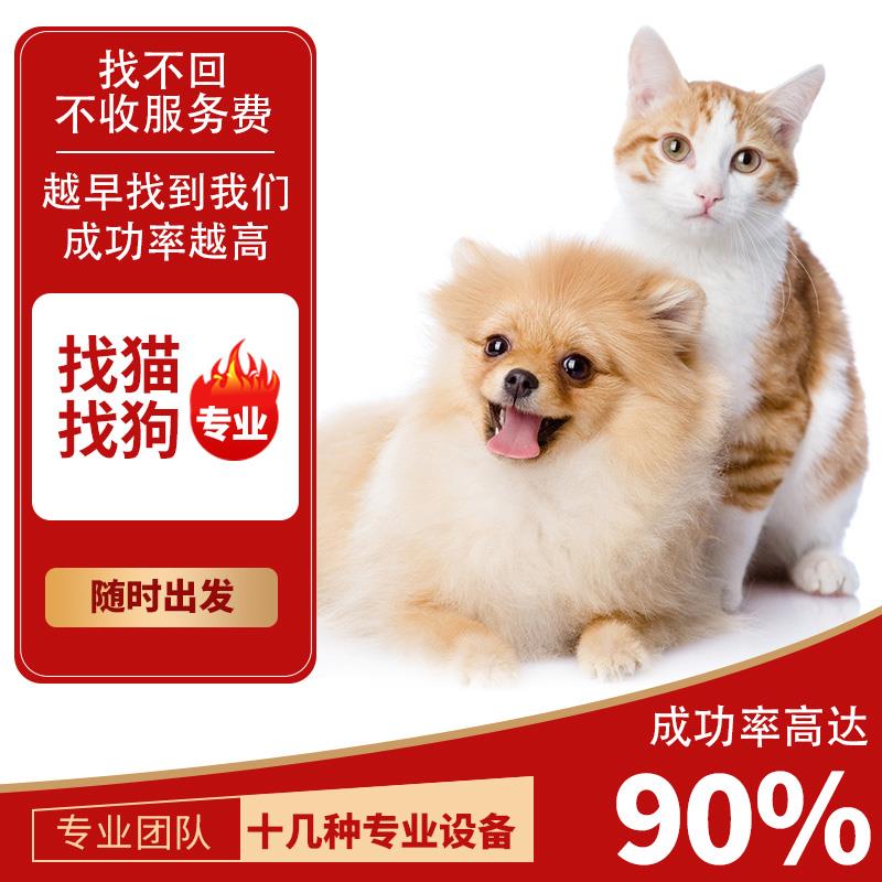 专业找猫，成功率高找不到不收费