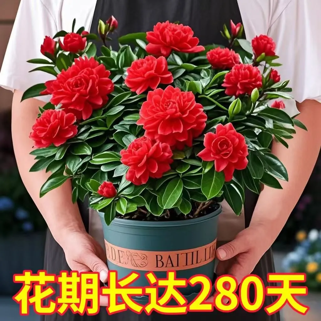 【浓香满园】浓香牡丹栀子花四季开花卉室内绿植桌面盆栽净化空气