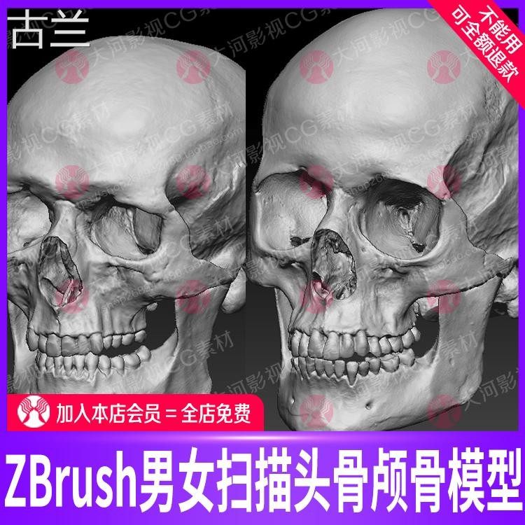zbrush男女扫描头骨头像3d模型ztl源文件max人体骷髅头骨颅骨模型