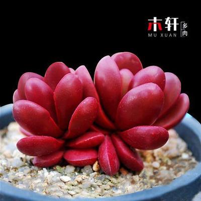 鸡血克拉夫群生多头稀有多肉植物红色系创意盆栽绿植花卉防辐射