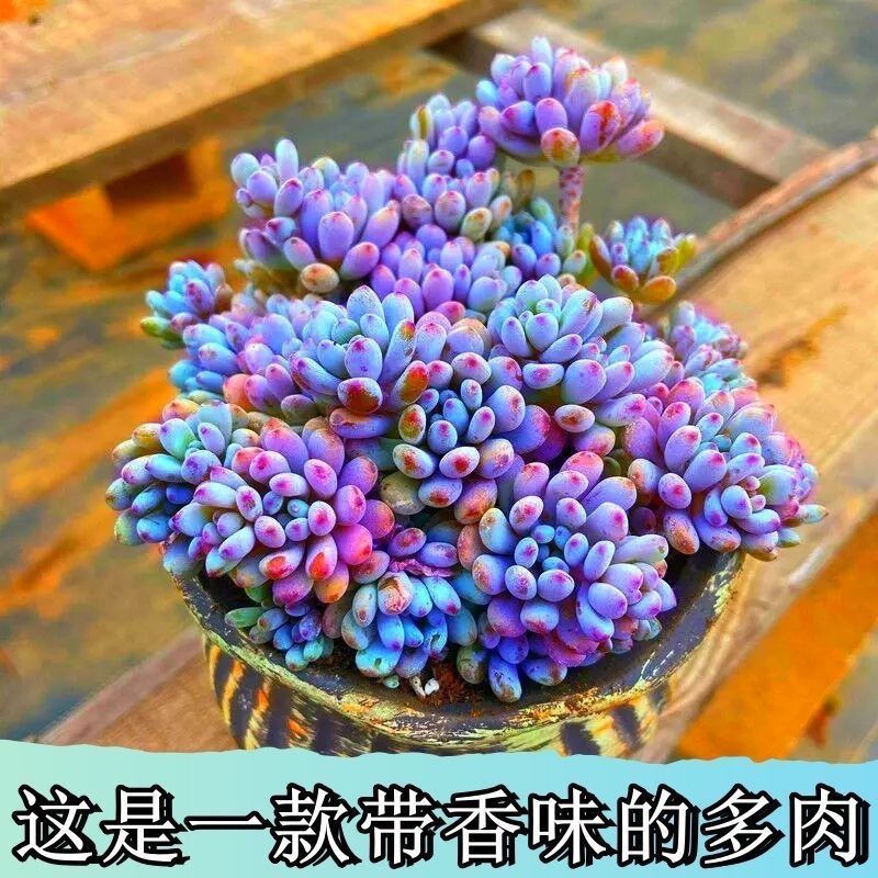 奶香蓝豆多肉植物老桩多头