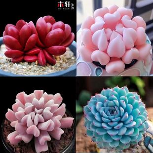 鸡血克拉夫群生多头多肉植物易爆盆肉肉创意盆栽绿植花卉防辐射