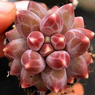 多肉植物千代田之松暗纹易爆盆群生萌肉肉办公室创意绿植花卉盆栽