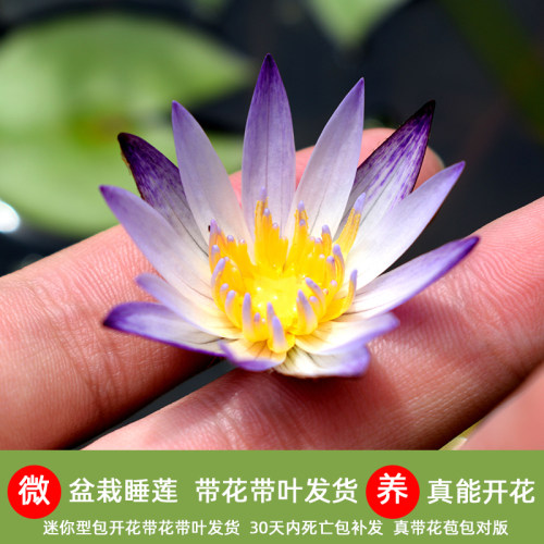 微型水培盆栽迷你睡莲