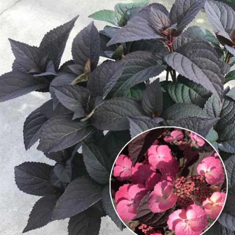 【嘉瑞】乔木绣球新品  迷你贝尔  盆栽苗  耐寒花期长