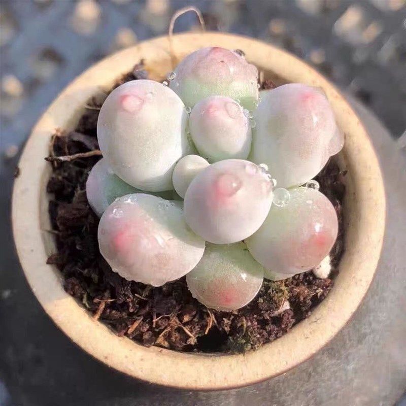 韩版汤圆手指奶酪多肉植物肉肉超萌新手桃蛋花卉糖豆迷你盆栽绿植