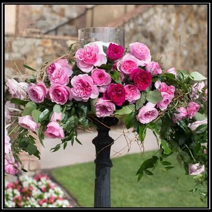 奥斯汀灌木切花月季 凯丽Carey 抗病好一六八园艺 凯里 欧月