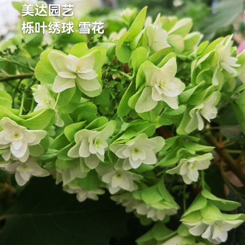 美达园艺 雪花 栎叶绣球花苗栎叶绣球花庭院露台耐寒植物花卉盆栽