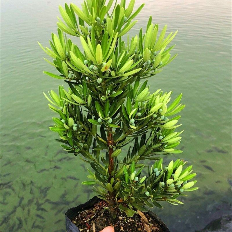 海岛菊花心罗汉松母树四季常绿室内外小盆栽绿植园艺造型盆景树苗,玩具/童车/益智/积木/模型,其它早教玩具类,淘宝优惠券,粉丝福利购,淘宝优惠卷