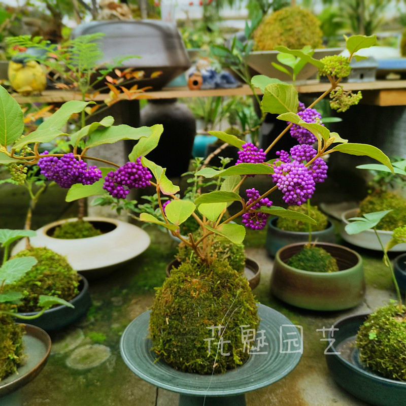 紫珠盆栽 转运珠 紫珠 庭院阳台多年生灌木盆栽