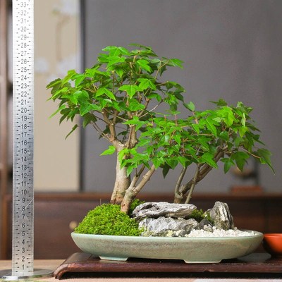 孤品仿水旱三角枫丛林附石观叶盆景红叶枫树意境超好看造型盆景