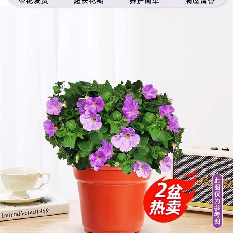 牵牛花盆栽矮牵牛花苗喇叭花小苗爬藤四季花种带花苞垂吊矮脚带花