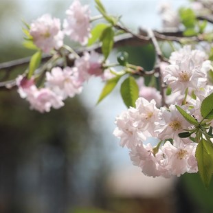 【嘉瑞】樱花 旭山樱   雲龍樱湖上之舞 进口盆栽苗