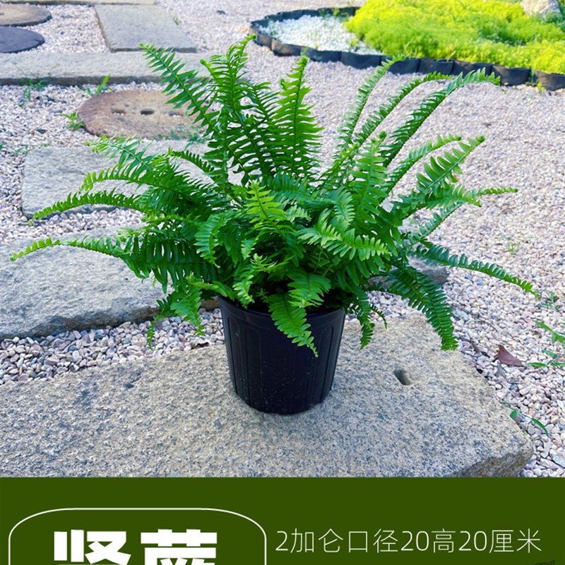 蕨类植物肾蕨盆栽波士顿室内鸟巢蕨富贵蕨类耐阴四季常青花镜植物