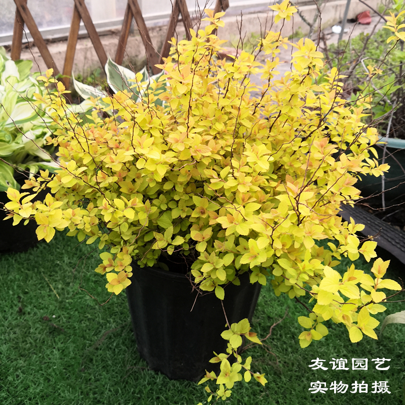 金焰绣线菊多年生木本庭院花园调色花镜观叶植物金色带土发货