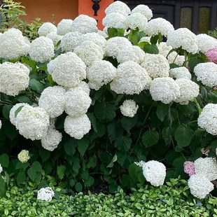 小鼹鼠园艺家耐寒乔木绣球花苗无敌安娜贝拉花超大白色雪球庭院