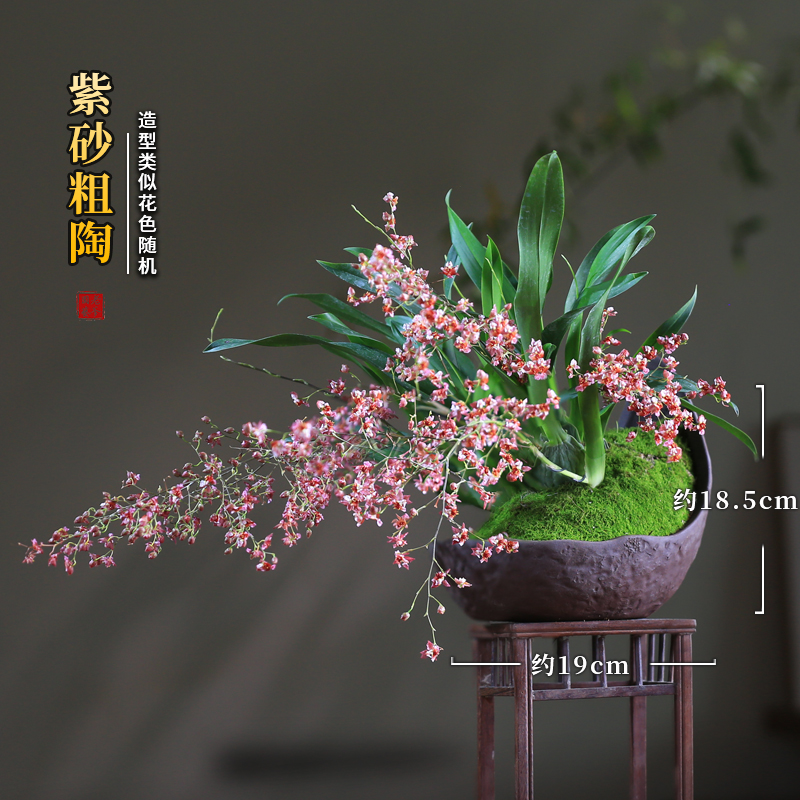 文心兰盆栽梦香兰微型观花小盆景迷你创意兰花室内植物客厅窗台