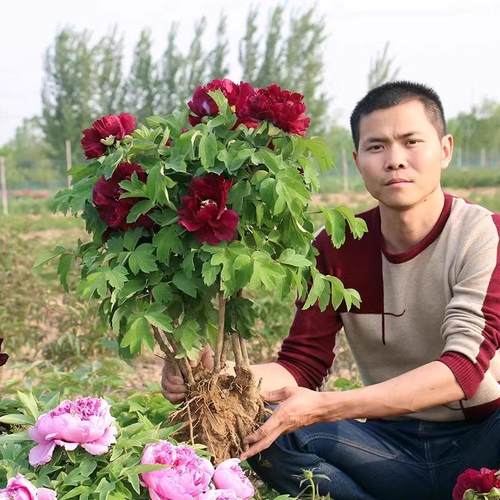 牡丹花苗盆栽大苗洛阳正宗花种缠枝庭院大花王重瓣室内牡丹花树苗