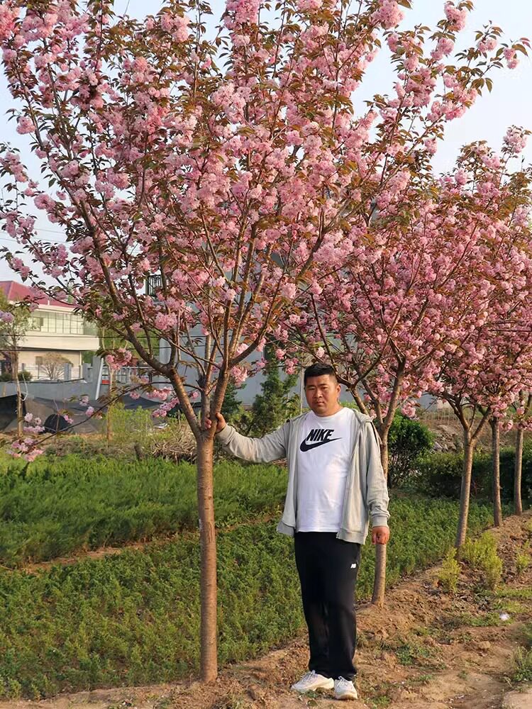 樱花树苗盆栽日本樱花树苗嫁接早樱晚樱樱花庭院植物绿化当年开花