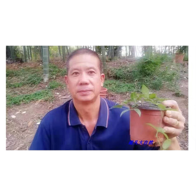 高档绿植花卉 带盆三叶青好物办公室客厅净化空气防辐射 馈赠包活