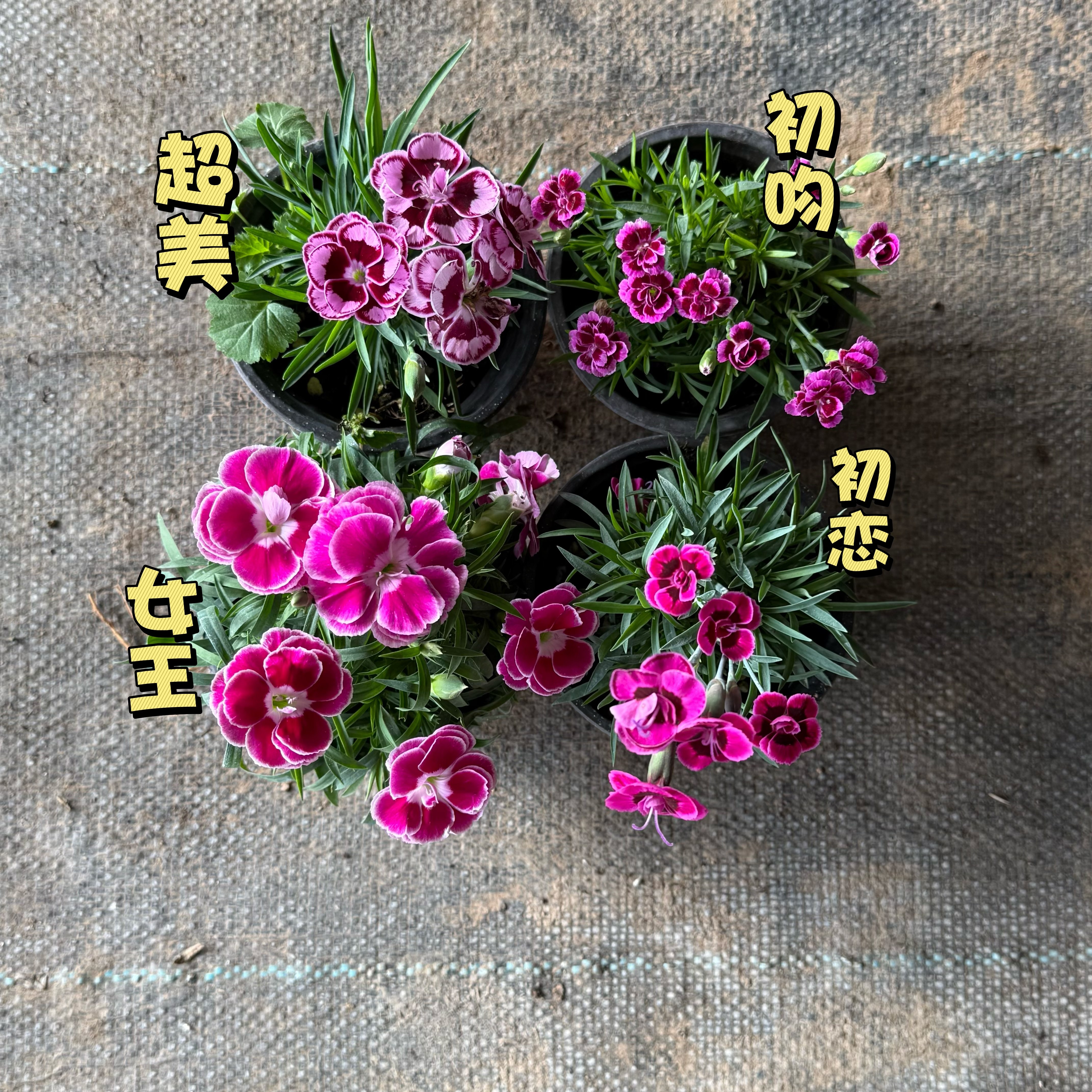 【混搭石竹】多色混栽耐寒耐旱重瓣多年生易爆盆庭院花园首选