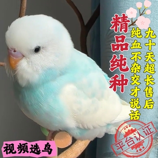 大头虎皮鹦鹉活鸟活物会说话的鹦鹉活体幼鸟成年手养宠物虎皮鹦鹉