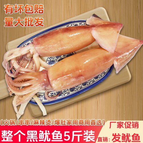整只新鲜鱿鱼重庆火锅食材配菜