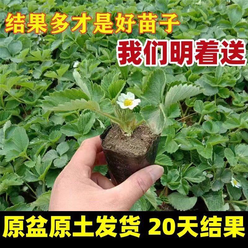草莓苗带土发货原土原盆草莓秧苗盆栽四季易活家种草莓种苗