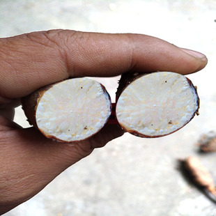 纯野生鲜货白何首乌中药材贵州新鲜隔山消 隔山撬 白木香500g包邮