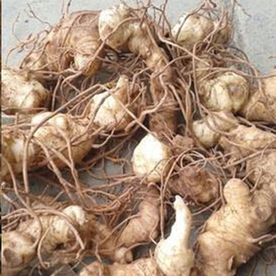 贵州深山纯野生鸡头黄精新鲜黄精老虎姜野生黄精500g包邮泡酒滋补