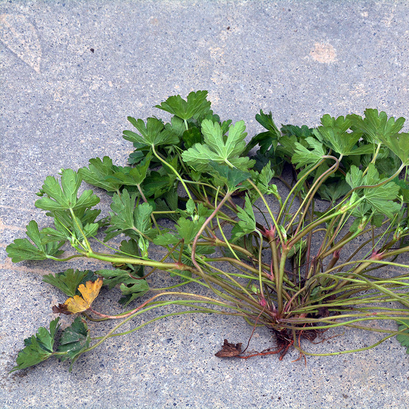 新鲜也生老鹳草 生扯拢 五叶草 老官草 五瓣花 老贯草 贯筋老贯筋