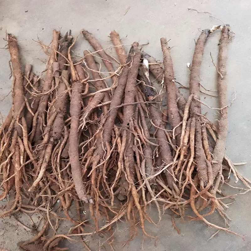 仙茅新鲜贵州中药材千年棕 番龙草 独脚丝茅可种