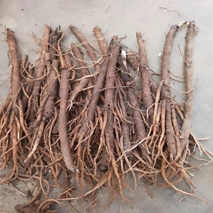 仙茅新鲜贵州中药材千年棕 番龙草 独脚丝茅可种