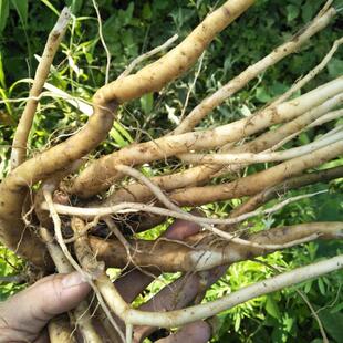 土牛膝 新鲜现挖中药材土牛膝 湿的土牛膝扭伤土牛夕倒扣草节骨草