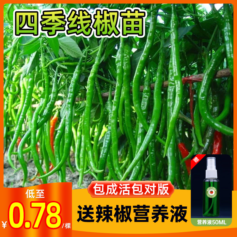四季线椒苗盆栽阳台种一盆吃不完