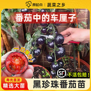 黑番茄苗种子苗秧西红柿千禧圣女果种孑水果蔬菜种籽室内外种子籽