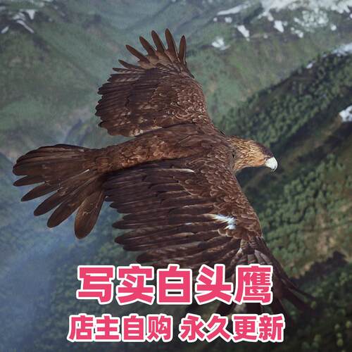 Animalia - Bald and Golden Eagle UE4虚幻5秃头金鹰动物鸟老鹰