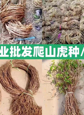 爬山虎庭院观叶爬藤植物四季爬山虎树苗不落叶花卉庭院室外爬墙虎