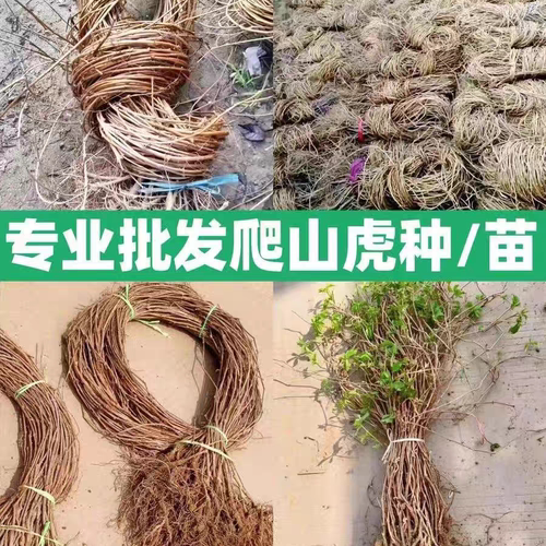 爬山虎庭院观叶爬藤植物四季爬山虎树苗不落叶花卉庭院室外爬墙虎