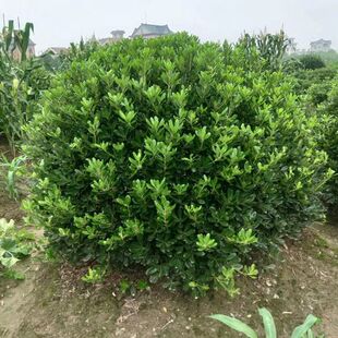 海桐苗海桐树苗海桐球四季常青气味芳香驱蚊虫绿植物四季常青植物
