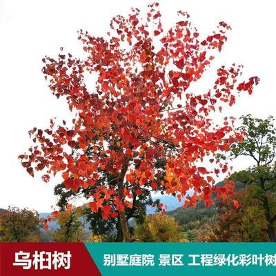 乌桕树苗菩提树苗珍稀植物行道树类 红叶乌桕树苗 腊子树乌桕小苗