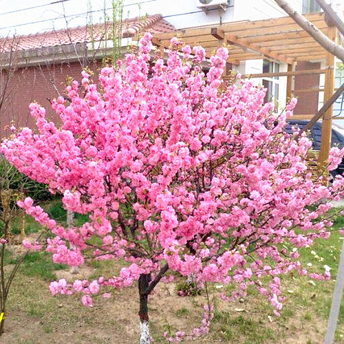 观花植物嫁接榆叶梅树苗园林绿化