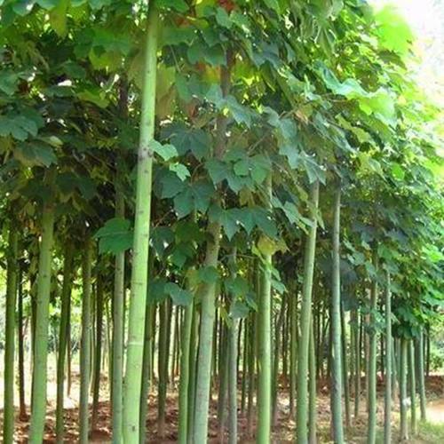 青桐树苗中国梧桐桐麻树庭院别墅绿化苗木观赏植物梧桐树四季常青
