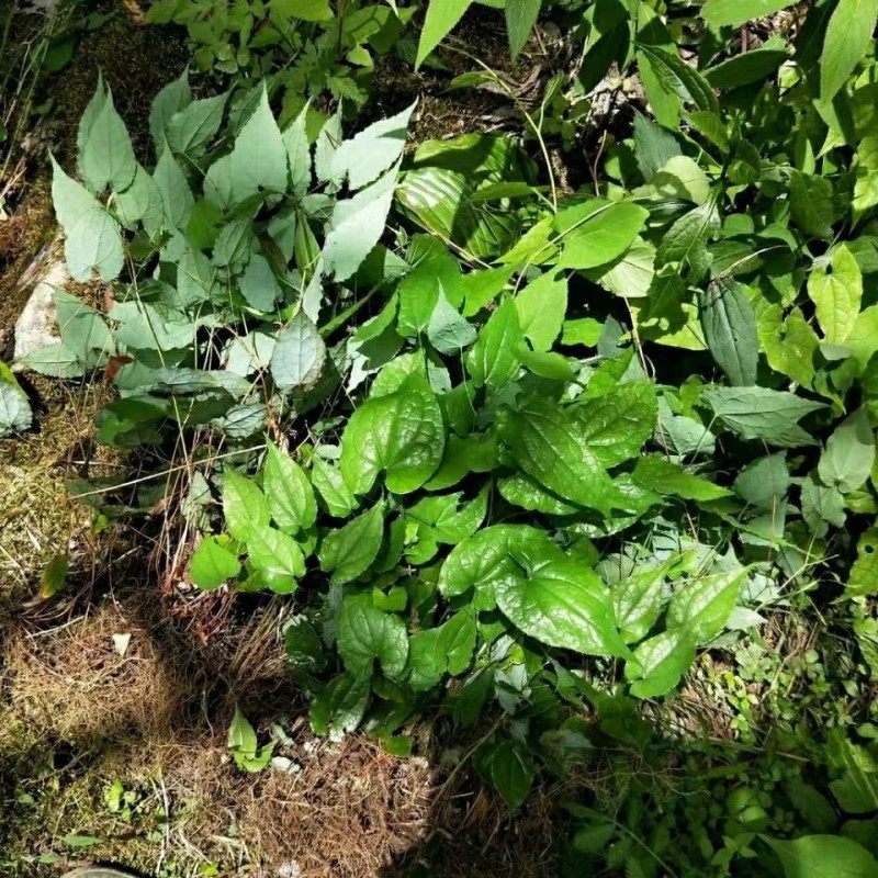 【福利】长白山九叶草菜 50克/袋