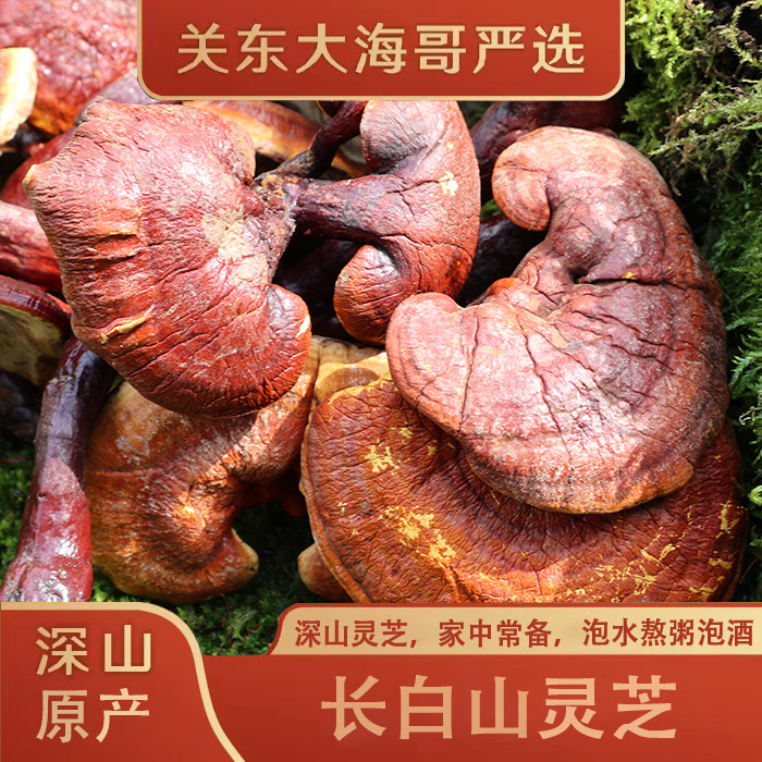 长白山金边灵芝整枝东北林下松山灵芝货长白山赤灵芝100g
