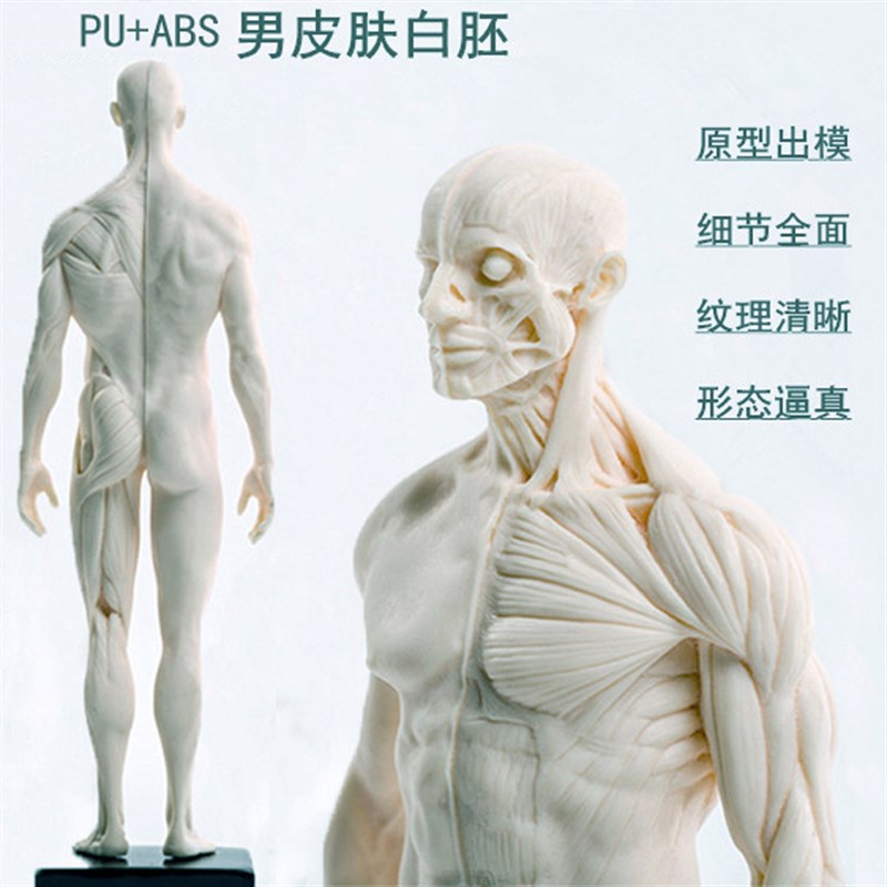 速发雕塑绘画石膏头像玩具艺用人体肌肉头骨骼解剖结构模型美术
