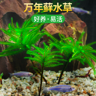 速发年藓水草植物鱼缸水草真草耐活耐苔温低藓鱼水净化缸质造景水