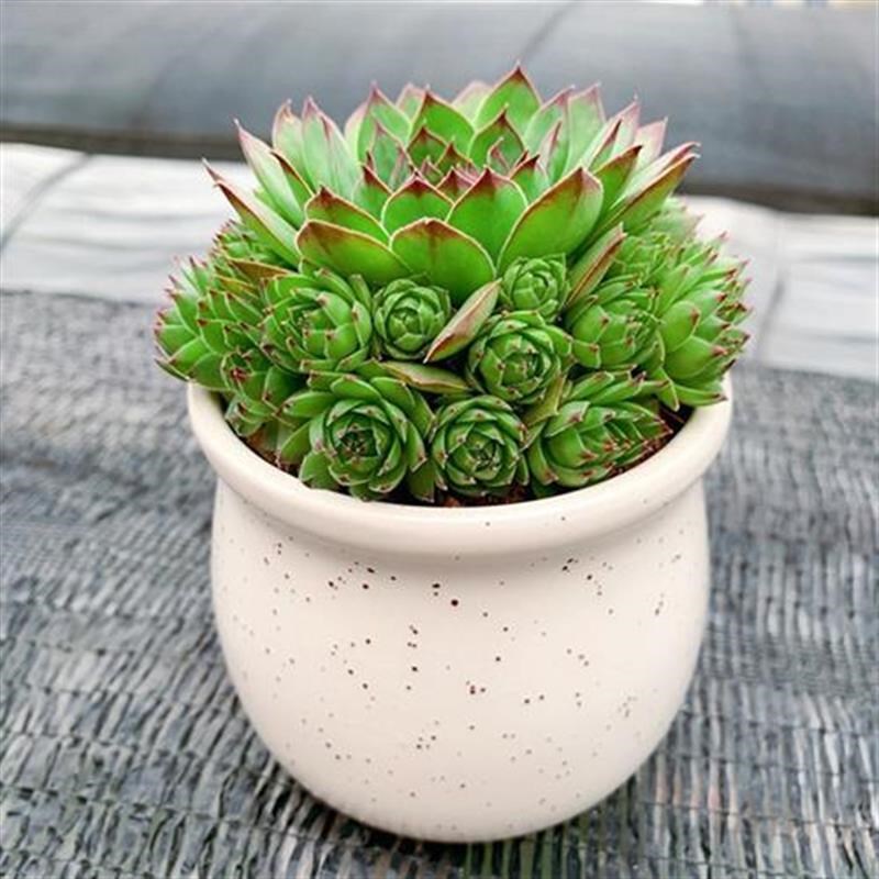 速发多肉植物观音莲盆栽多头老桩子孙满堂客厅花卉四季好养花草室