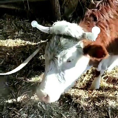 速发牛角防顶套小犊牛肉牛防顶器奶牛黄牛用牛角套牛犄角套养殖奶