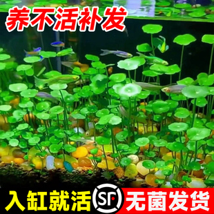 速发铜钱草鱼缸专用花盆水草水栽物叶大培植水铜钱草好水培植物金